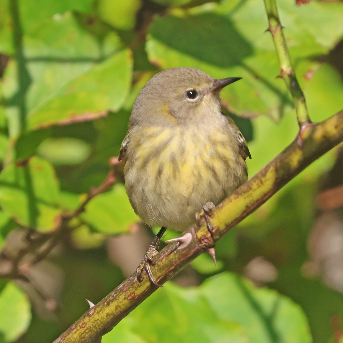 Cape May Warbler - ML642164700