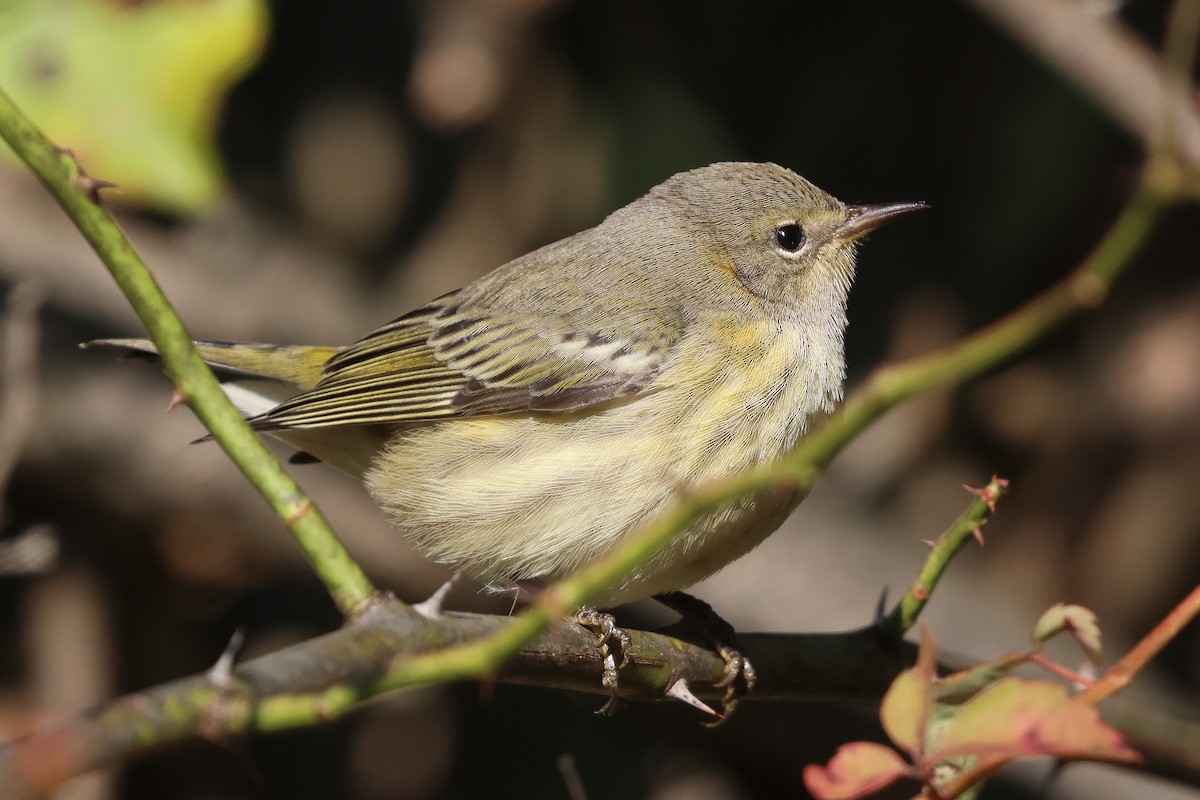 Cape May Warbler - ML642164704