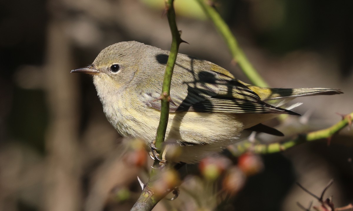 Cape May Warbler - ML642164706