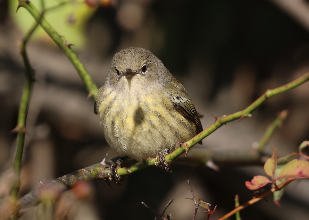 Cape May Warbler - ML642164707