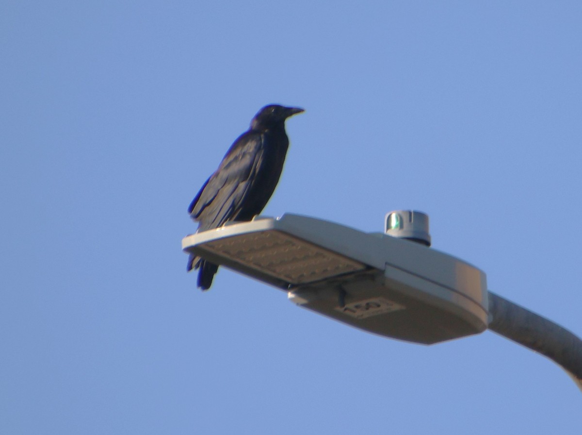 American Crow - ML642164720