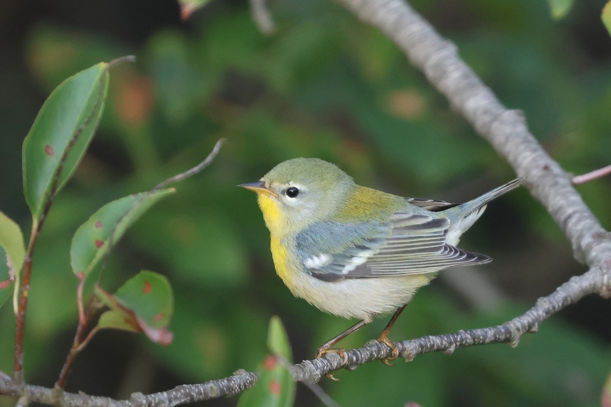 Northern Parula - ML642164721