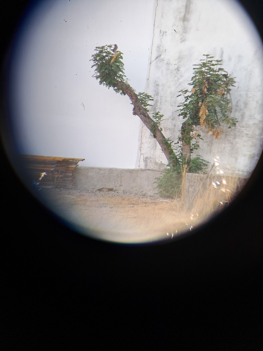 Little Owl - ML642164730