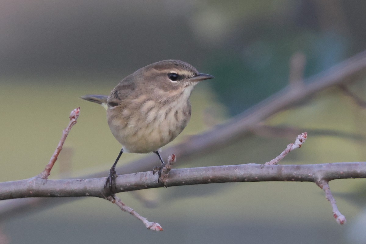 Palm Warbler (Western) - ML642164732