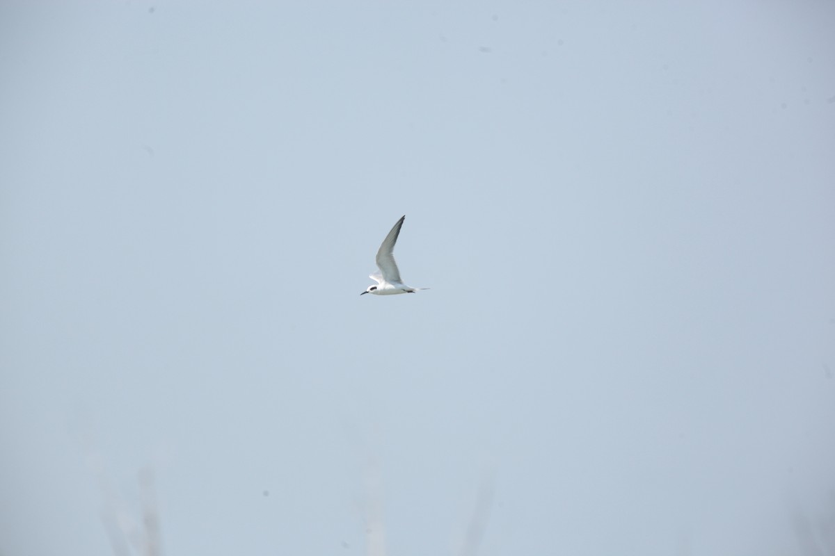 Forster's Tern - ML642164738