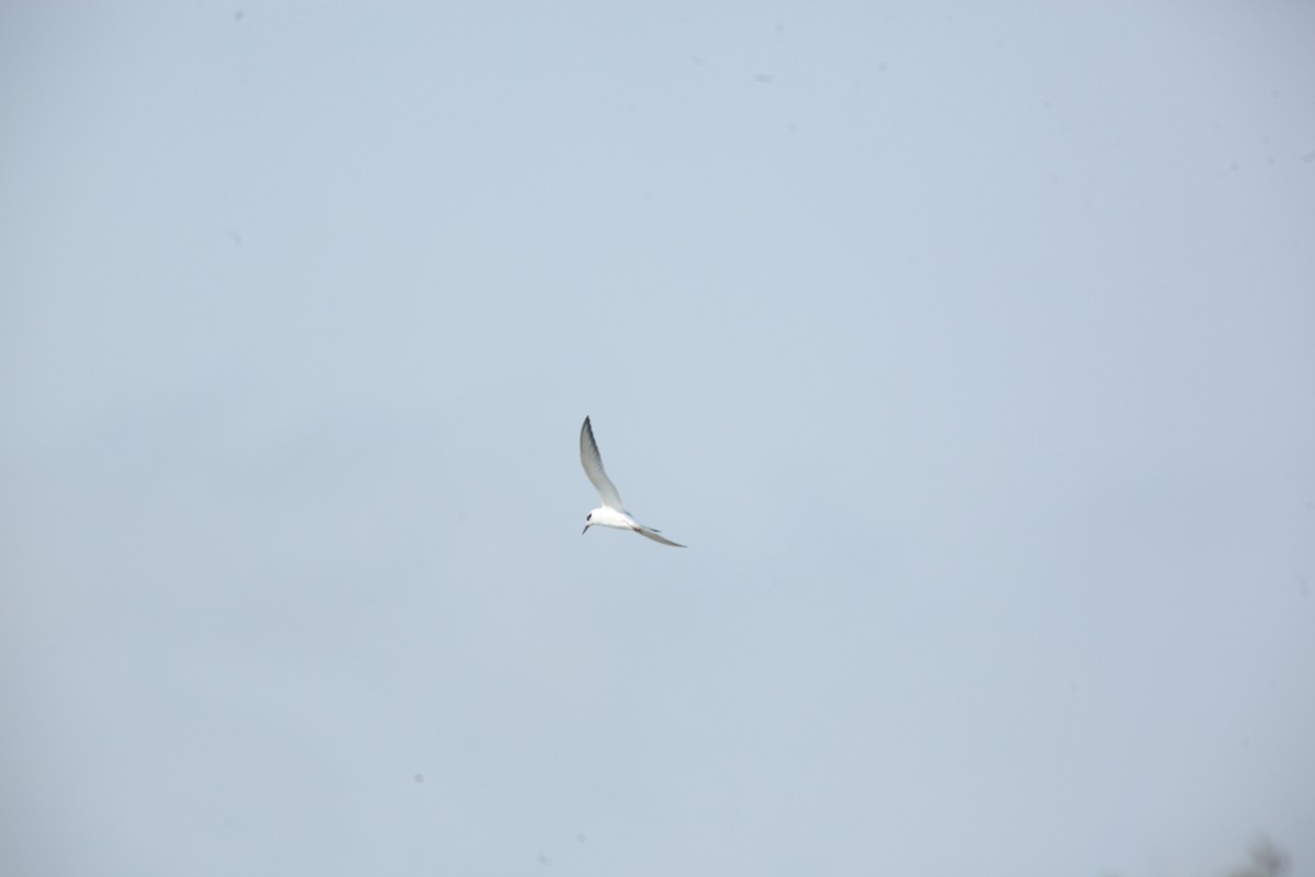 Forster's Tern - ML642164739