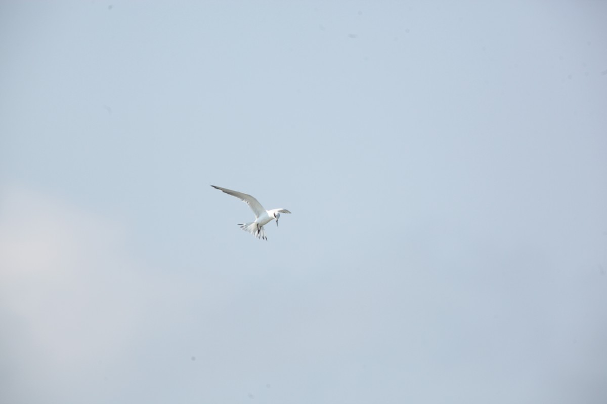 Forster's Tern - ML642164742