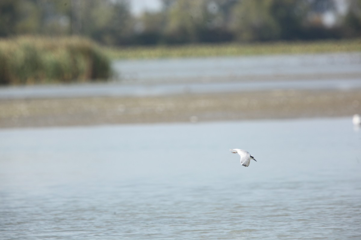 Forster's Tern - ML642164746