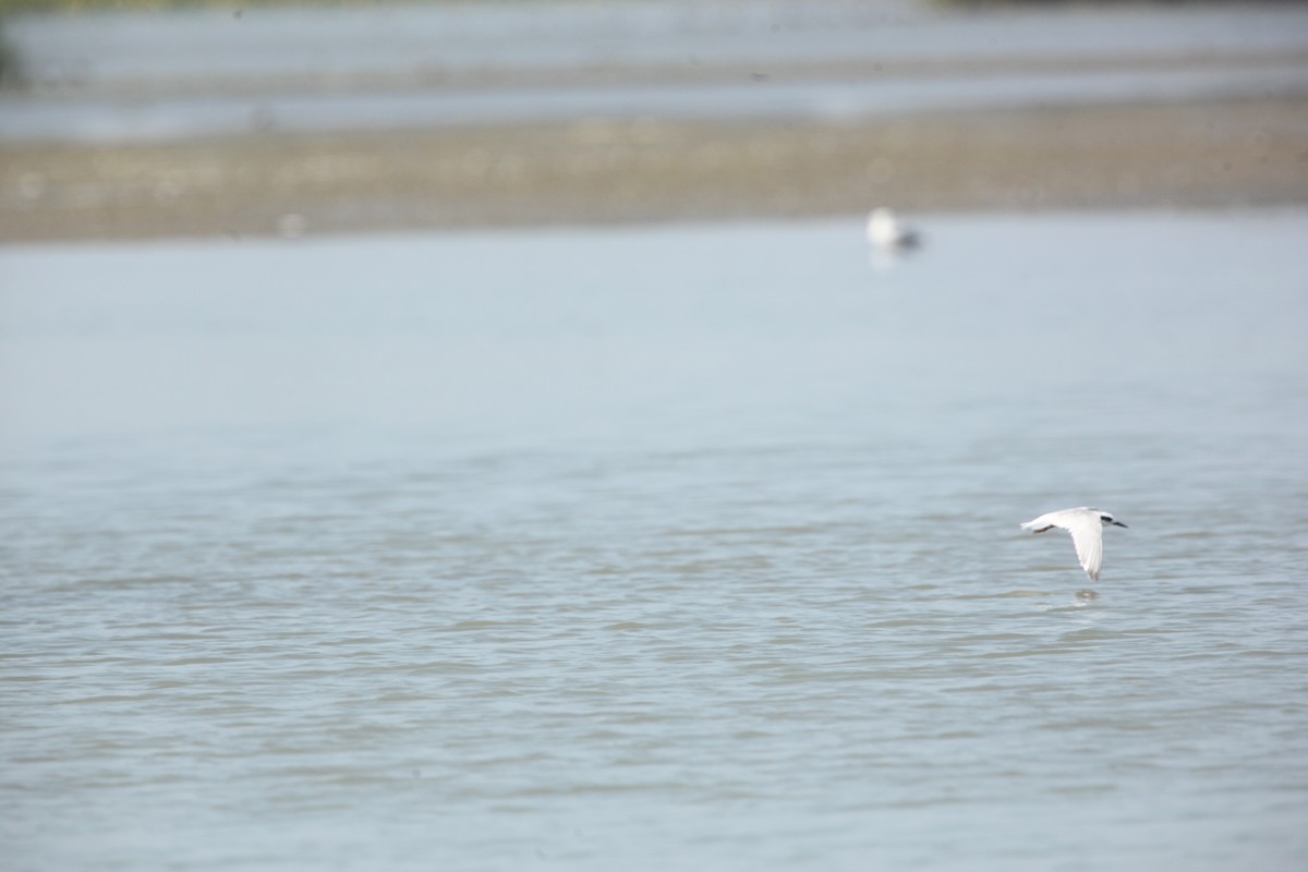 Forster's Tern - ML642164747