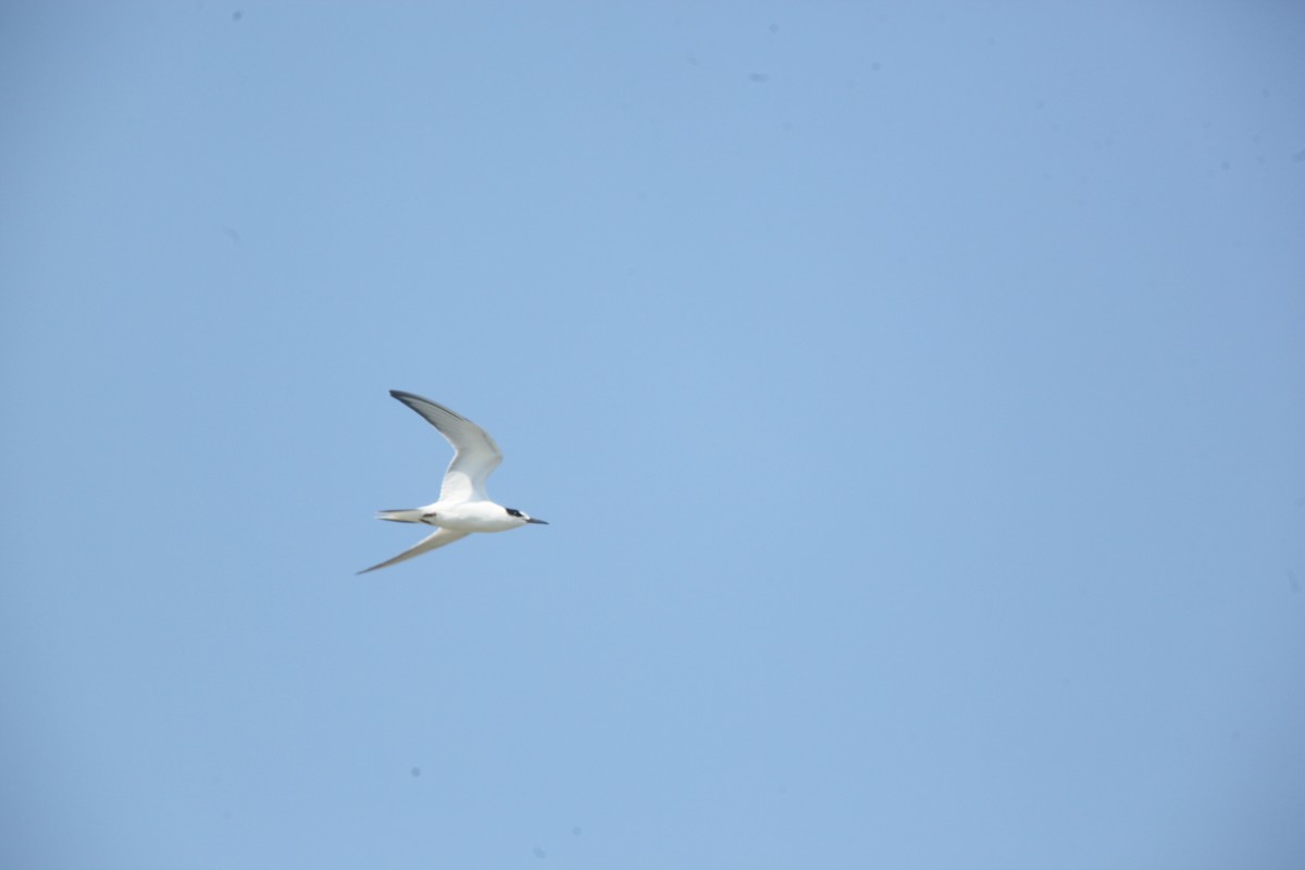 Forster's Tern - ML642164748