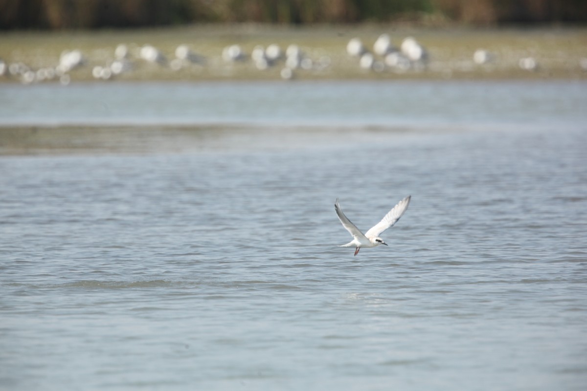 Forster's Tern - ML642164749