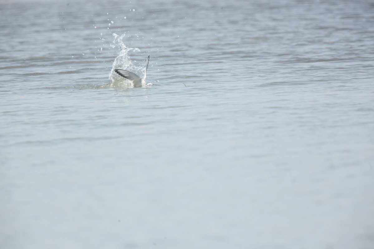 Forster's Tern - ML642164750
