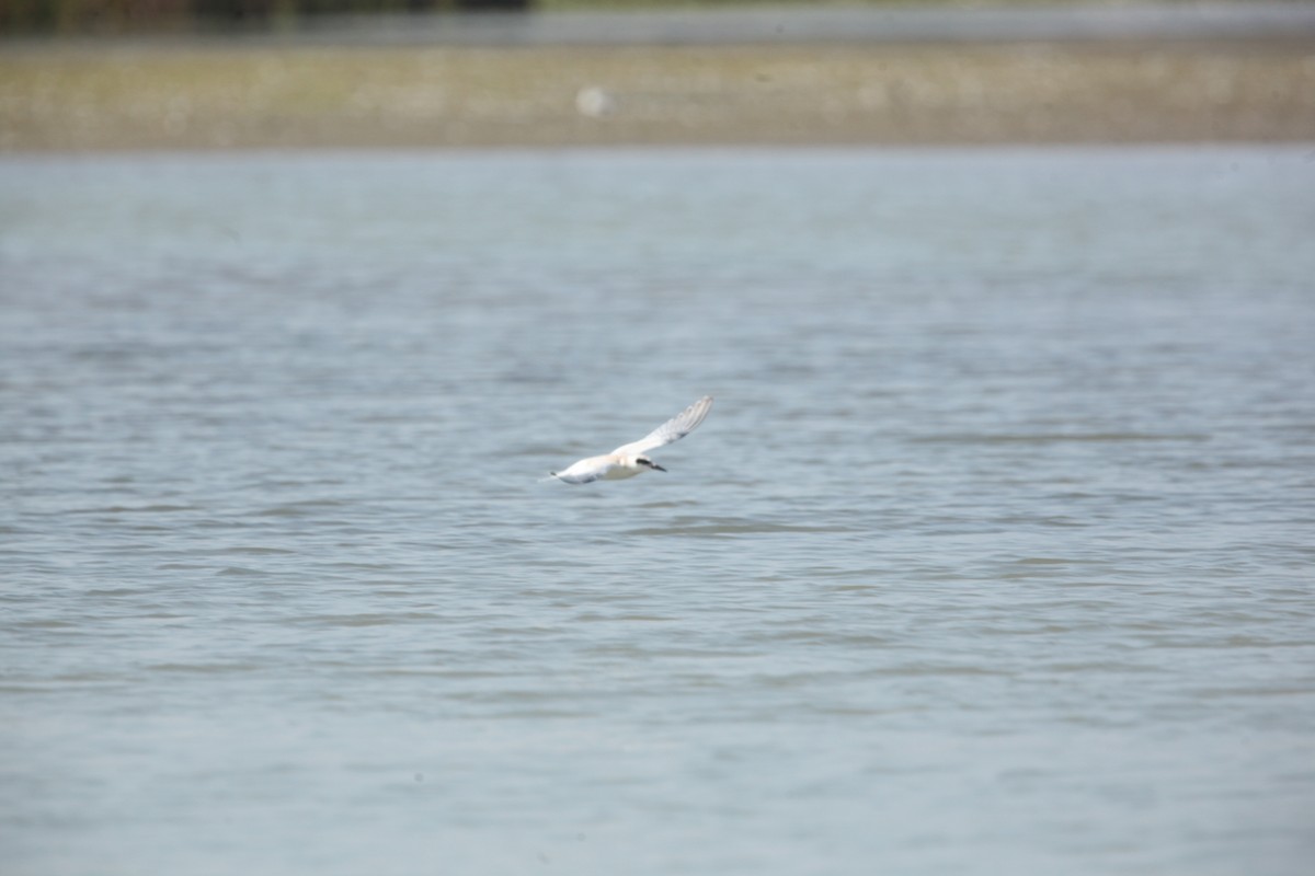 Forster's Tern - ML642164751