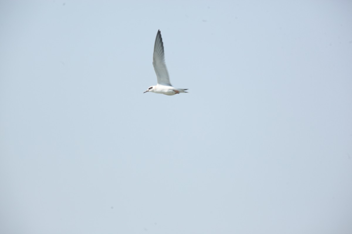 Forster's Tern - ML642164752