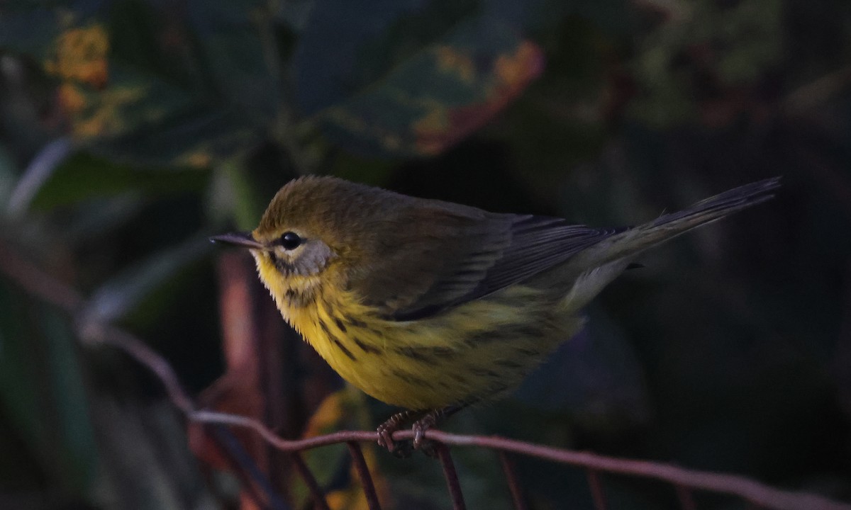 Prairie Warbler - ML642164753