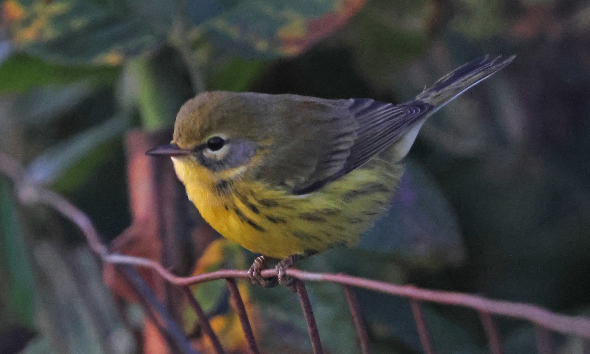Prairie Warbler - ML642164754