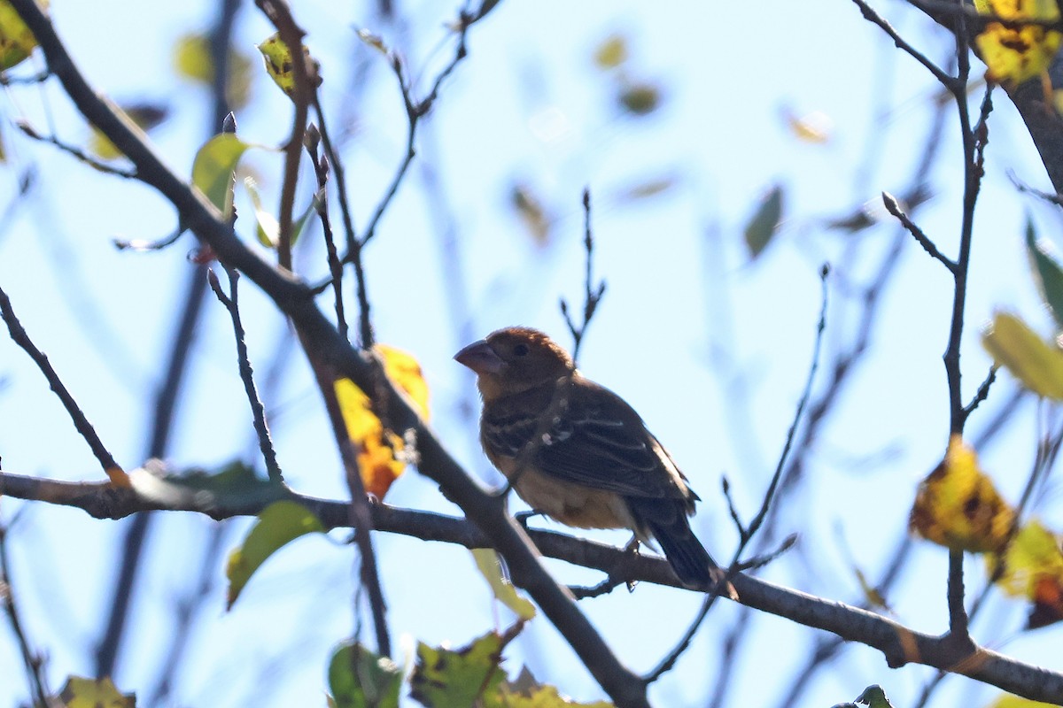 Blue Grosbeak - ML642164770