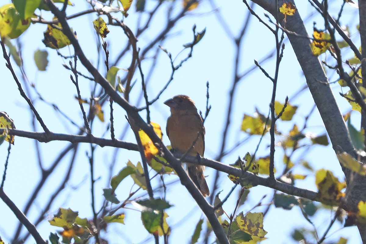 Blue Grosbeak - ML642164771