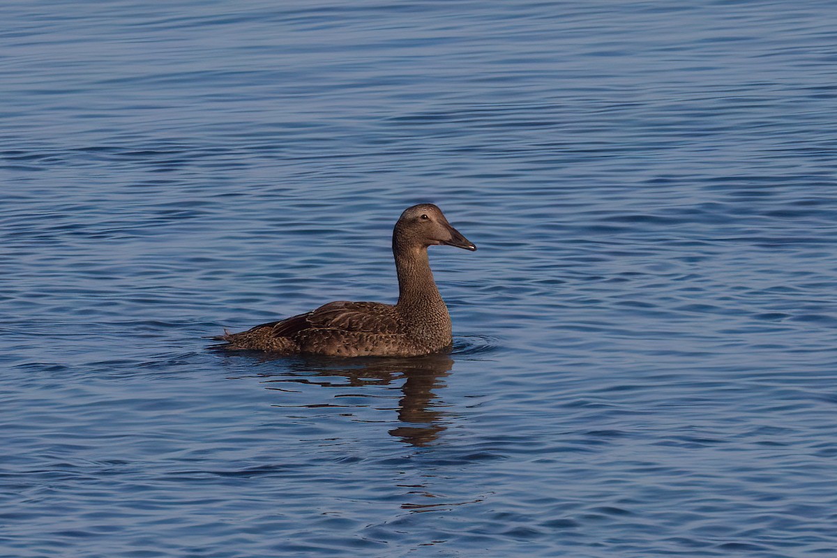 Common Eider - ML642164777