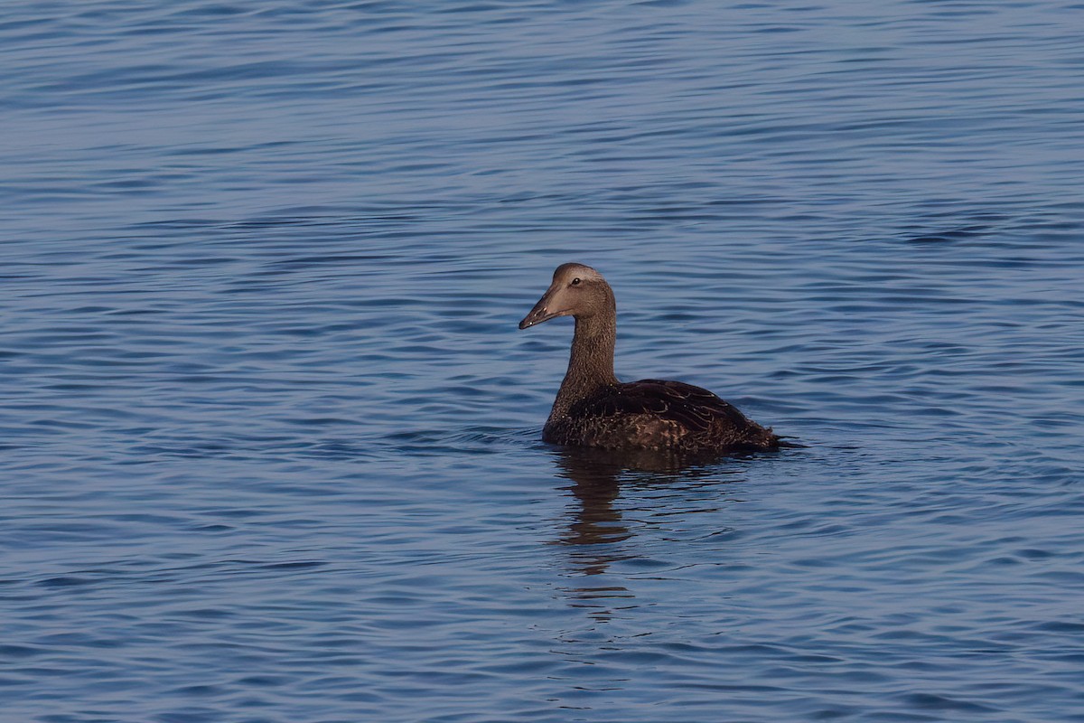 Common Eider - ML642164778