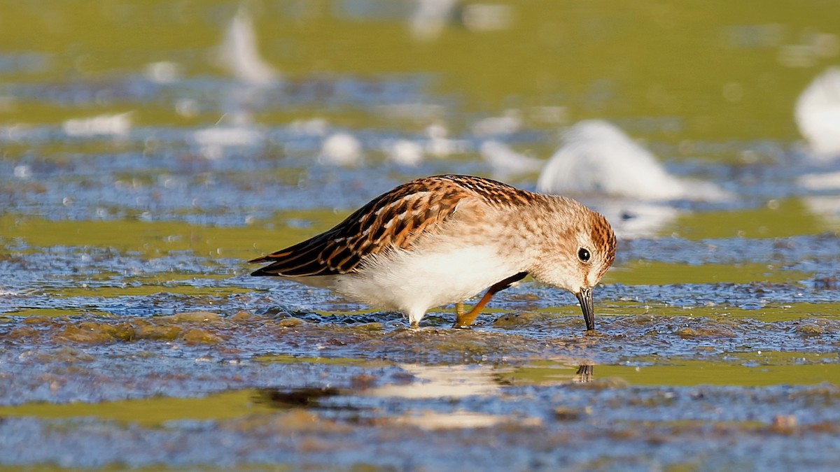 pygmésnipe - ML642164779