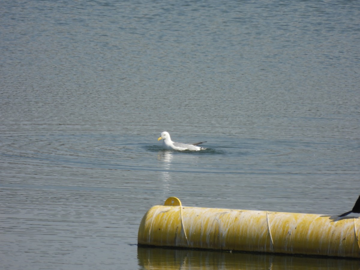 American Herring Gull - ML642164780