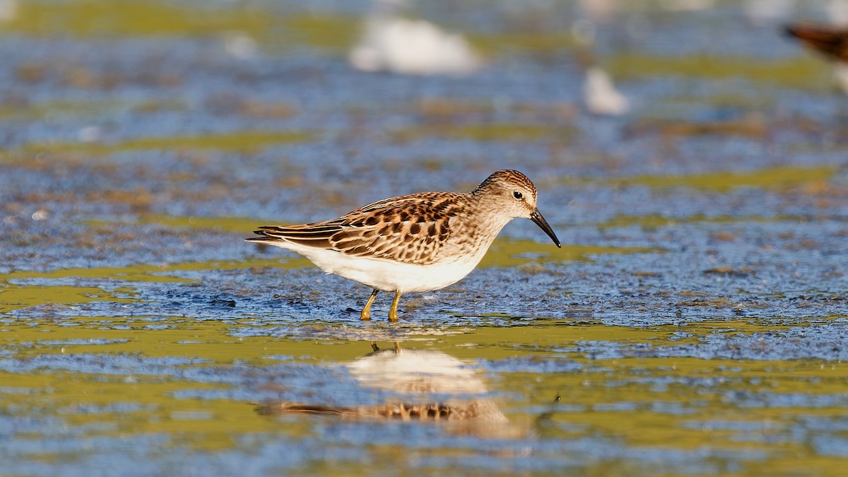 pygmésnipe - ML642164783