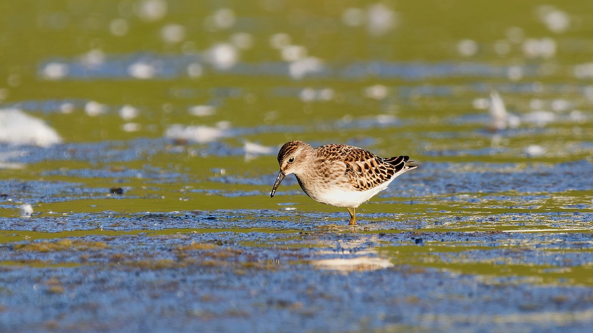 pygmésnipe - ML642164789