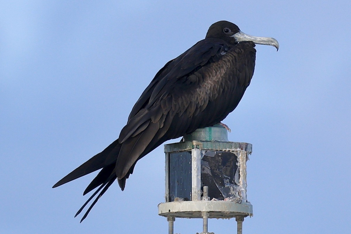 Magnificent Frigatebird - ML642164790
