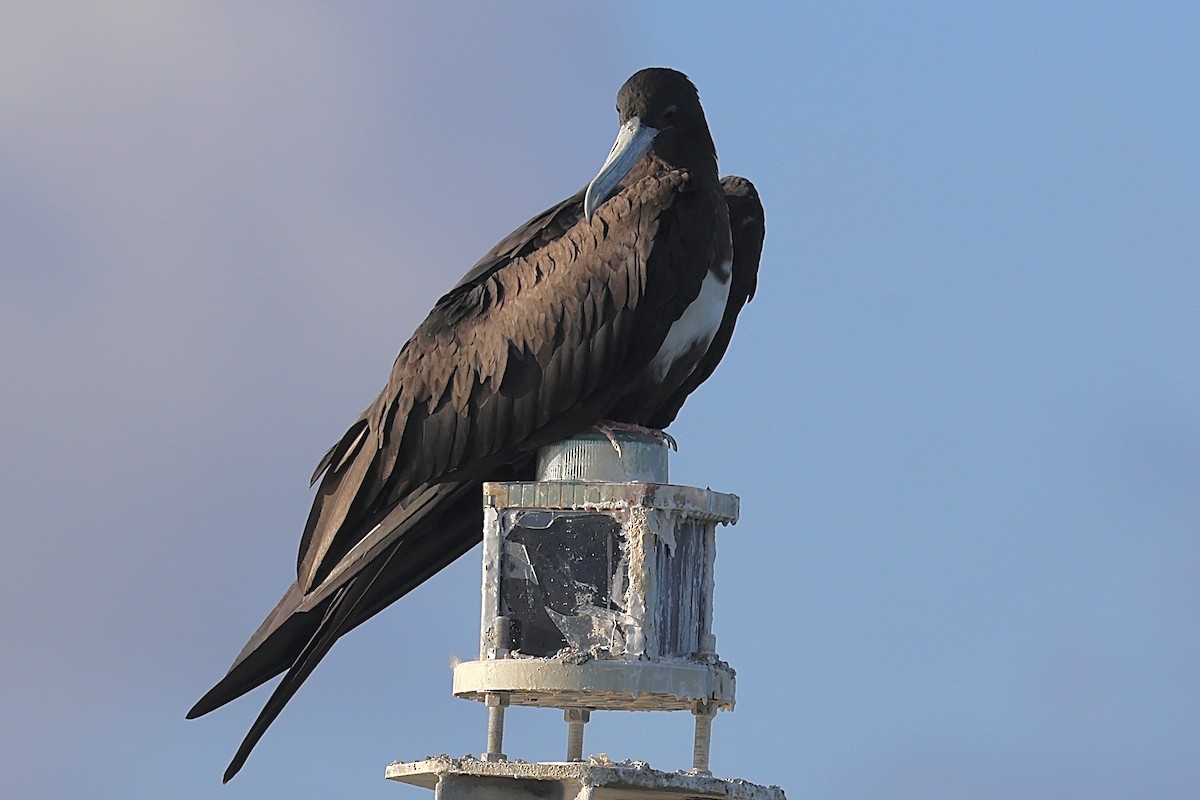 Magnificent Frigatebird - ML642164791