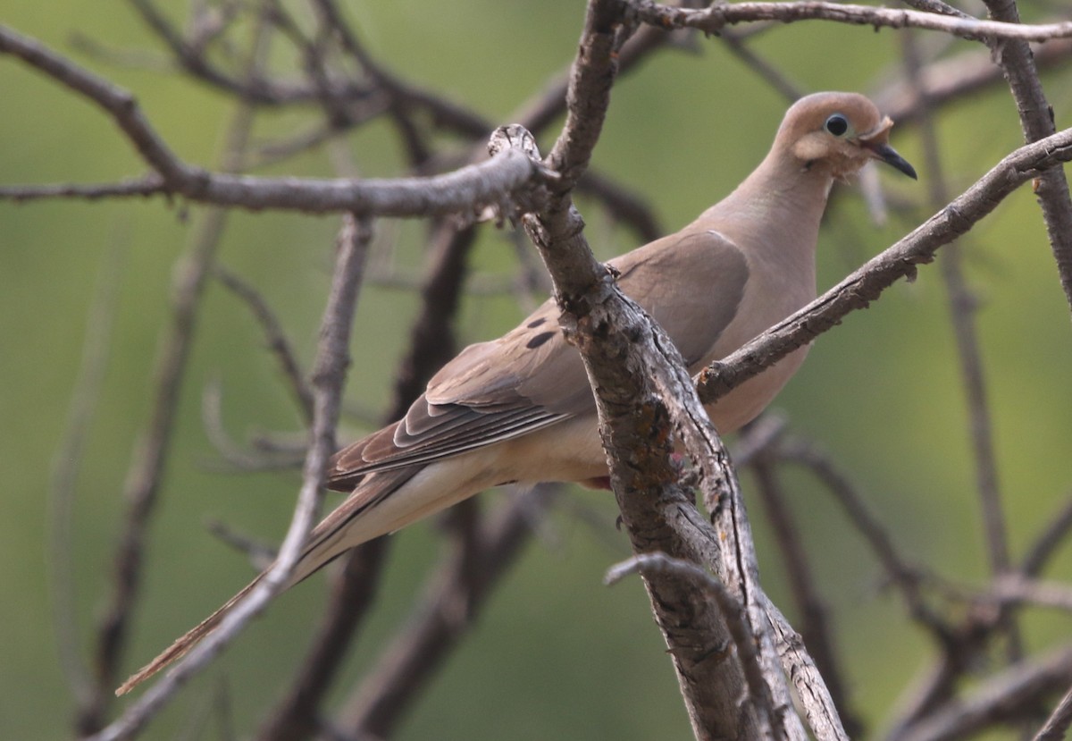 Mourning Dove - ML642164793