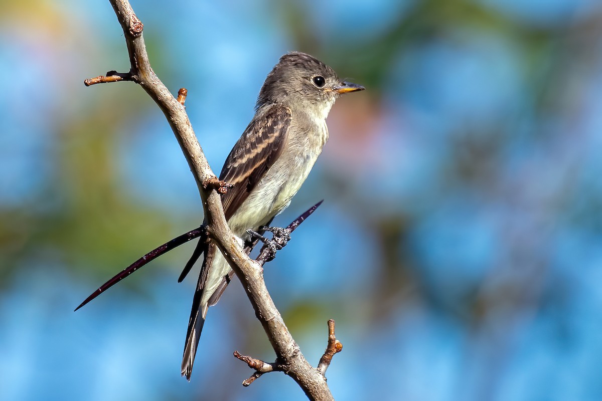 Eastern Wood-Pewee - ML642164799
