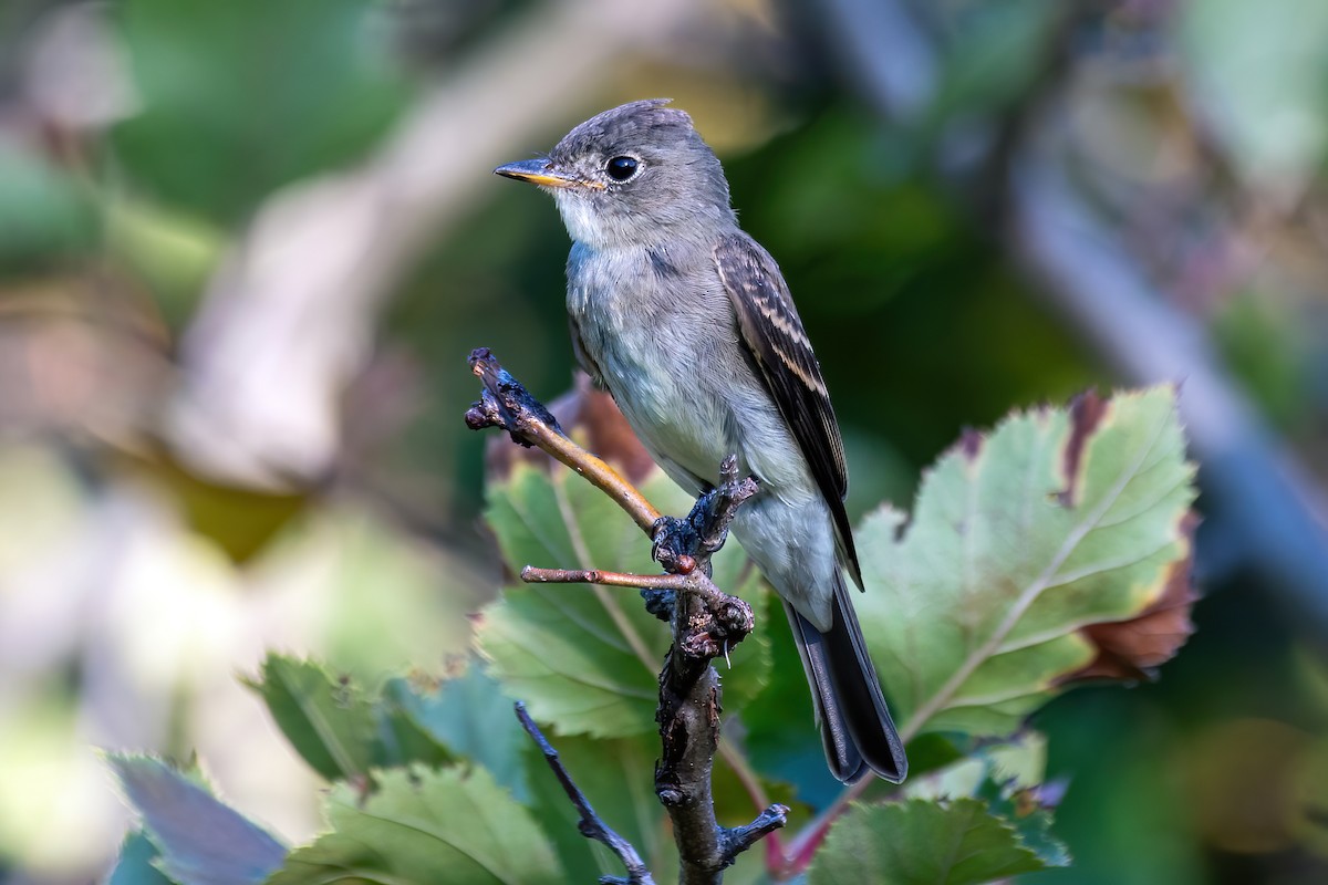 Eastern Wood-Pewee - ML642164800