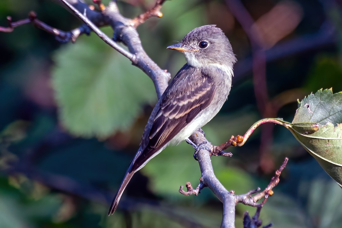 Eastern Wood-Pewee - ML642164801