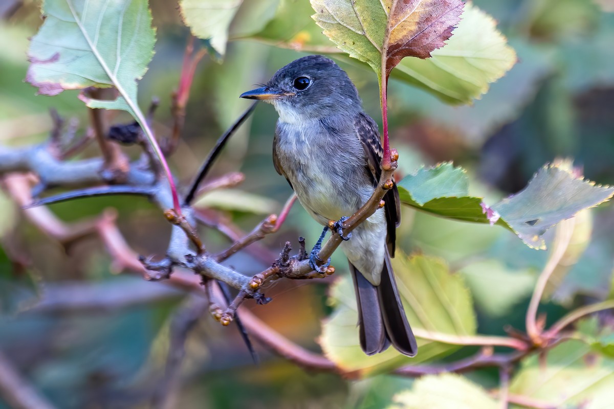Eastern Wood-Pewee - ML642164802