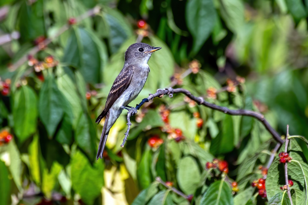 Eastern Wood-Pewee - ML642164803