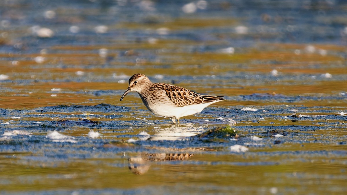 pygmésnipe - ML642164830