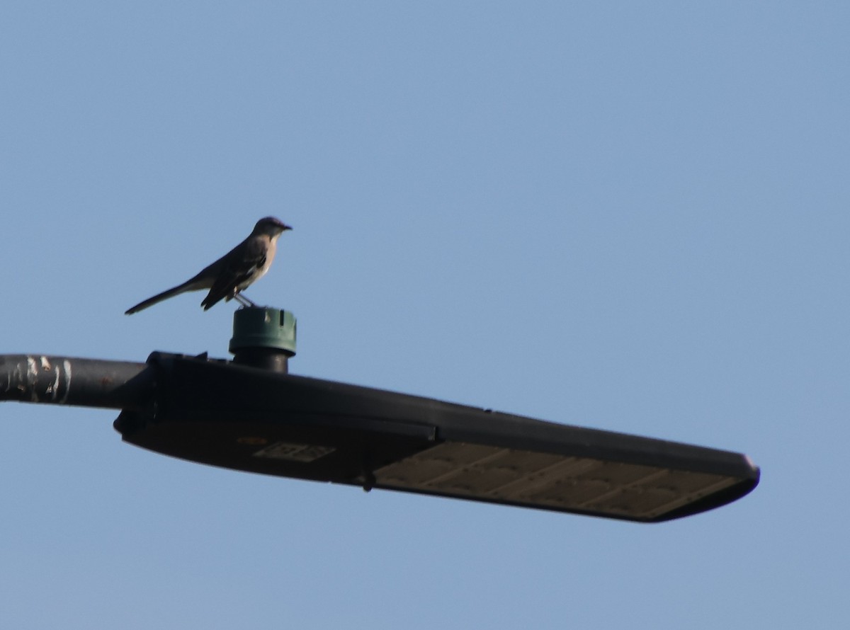 Northern Mockingbird - ML642164831