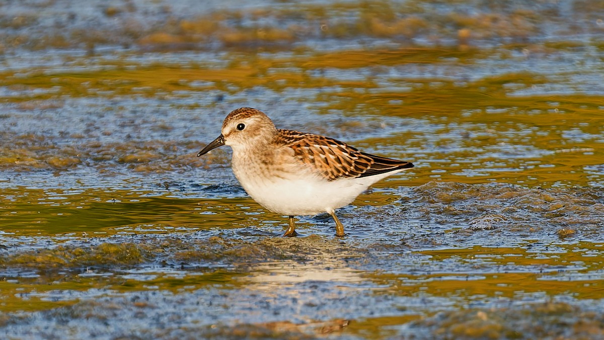 pygmésnipe - ML642164832