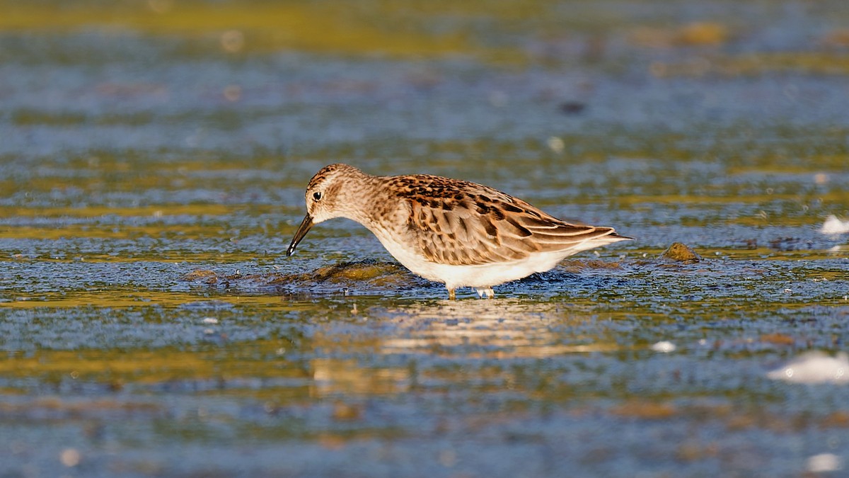 pygmésnipe - ML642164839