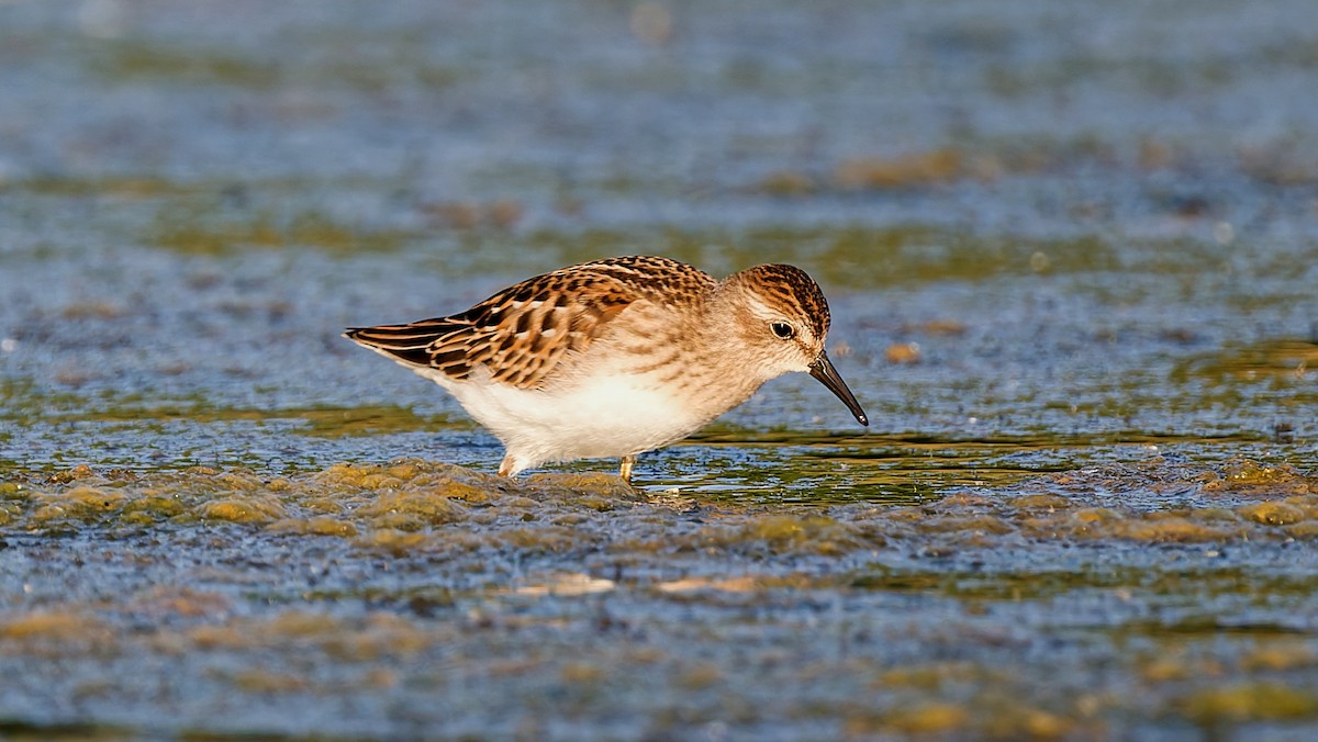 pygmésnipe - ML642164840