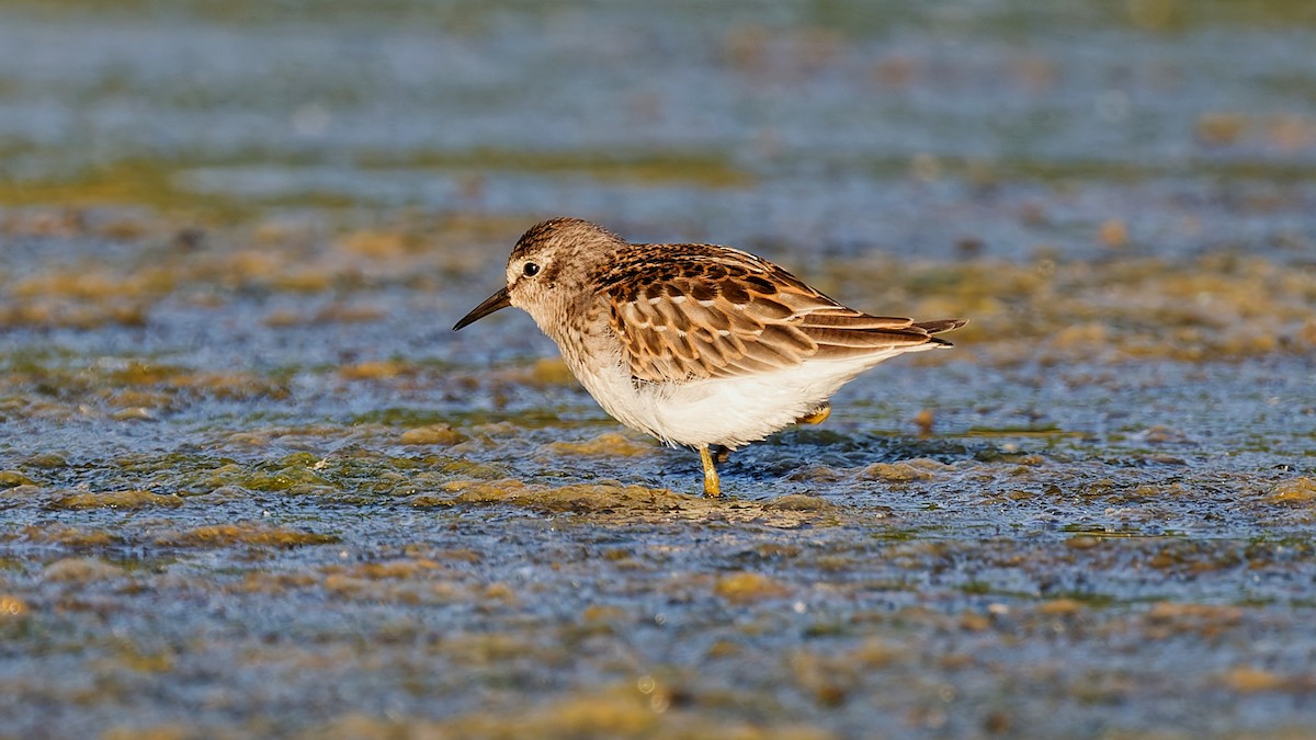 pygmésnipe - ML642164841