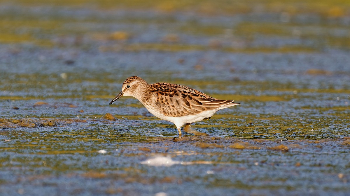pygmésnipe - ML642164842