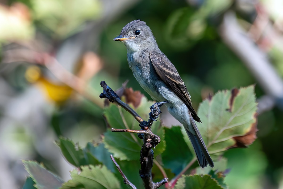 Eastern Wood-Pewee - ML642164844