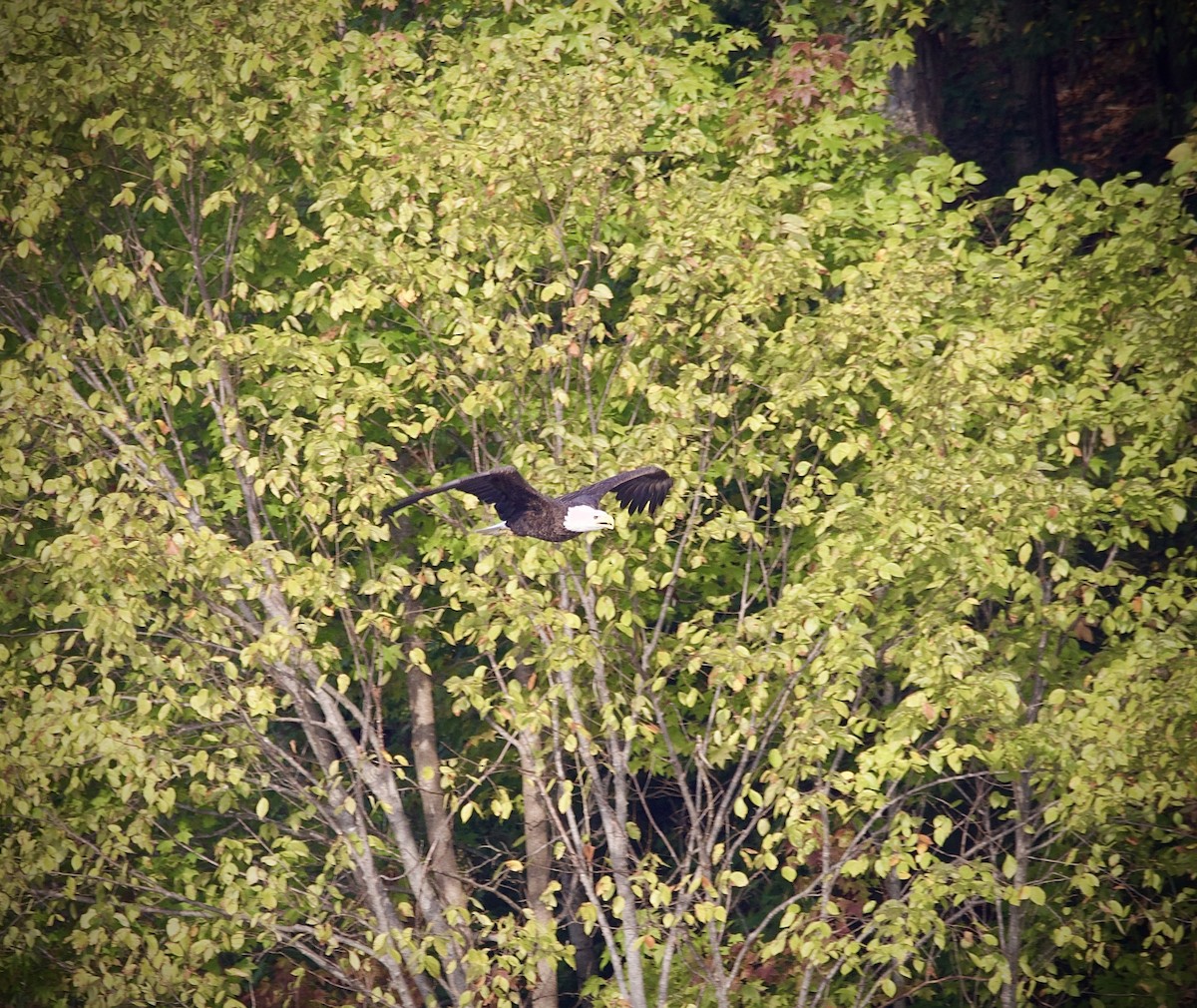 Bald Eagle - ML642164852