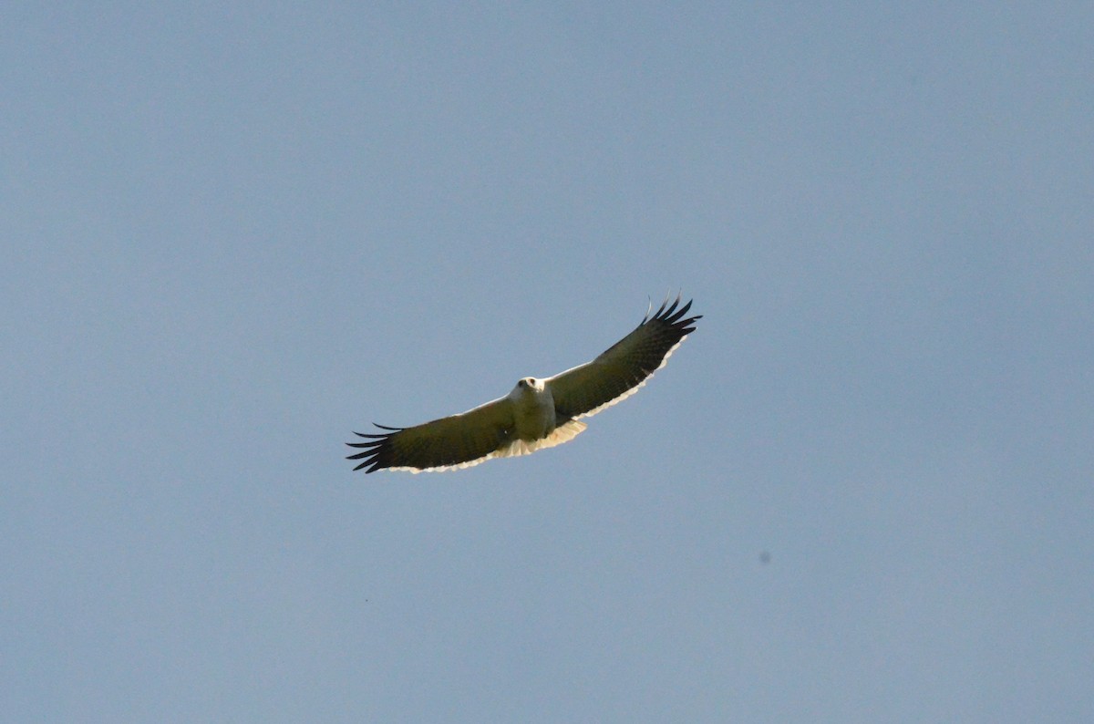 Mantled Hawk - ML642164906