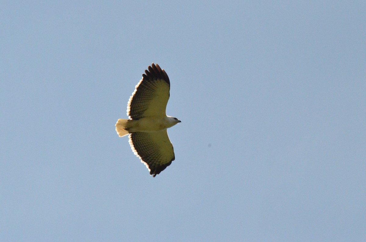 Mantled Hawk - ML642164912