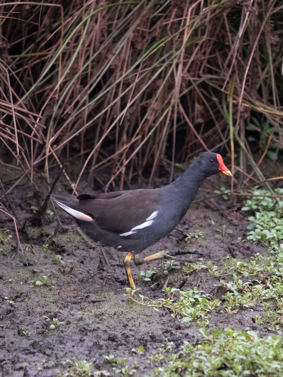 Gallinule poule-d'eau - ML642164938