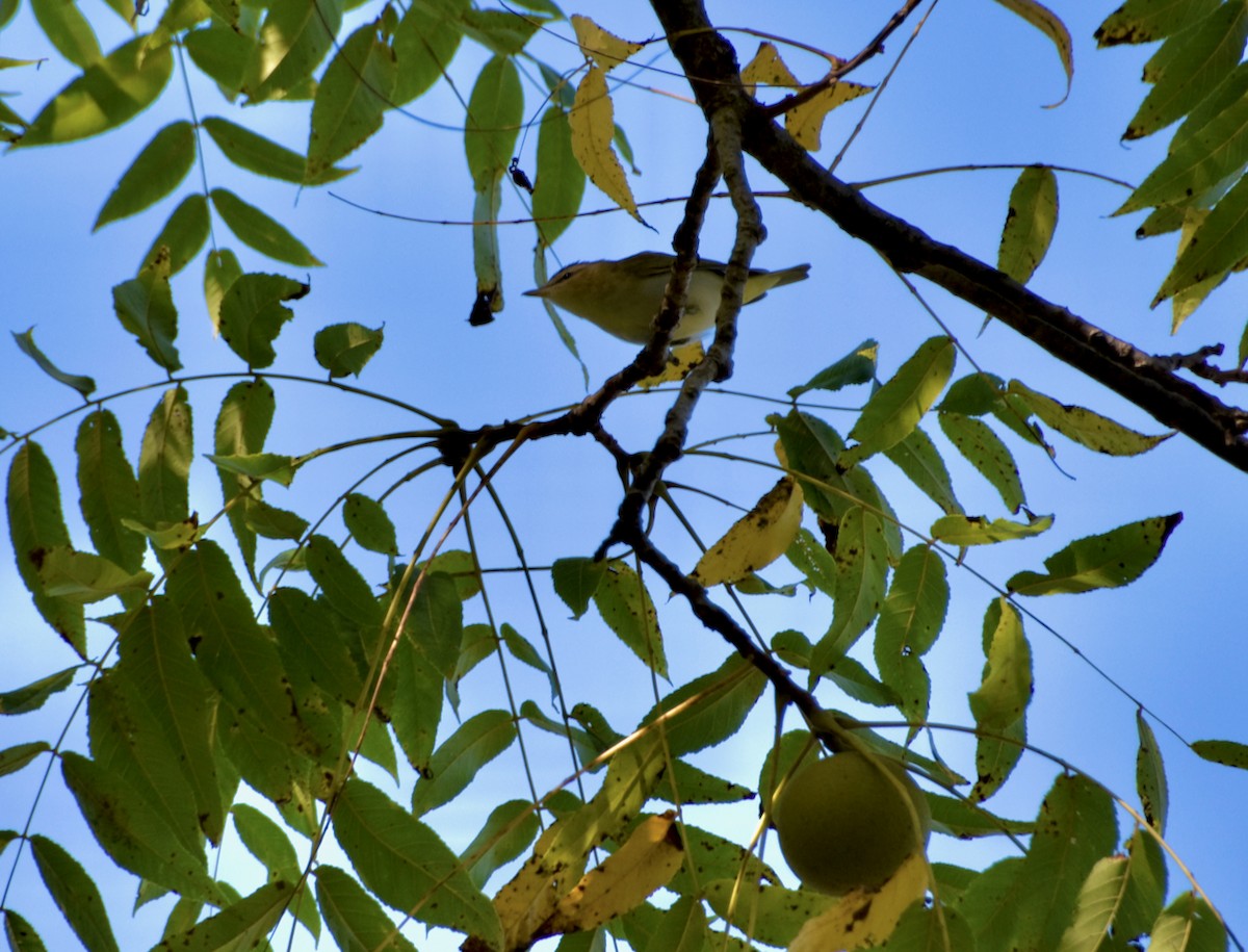Red-eyed Vireo - ML642164943