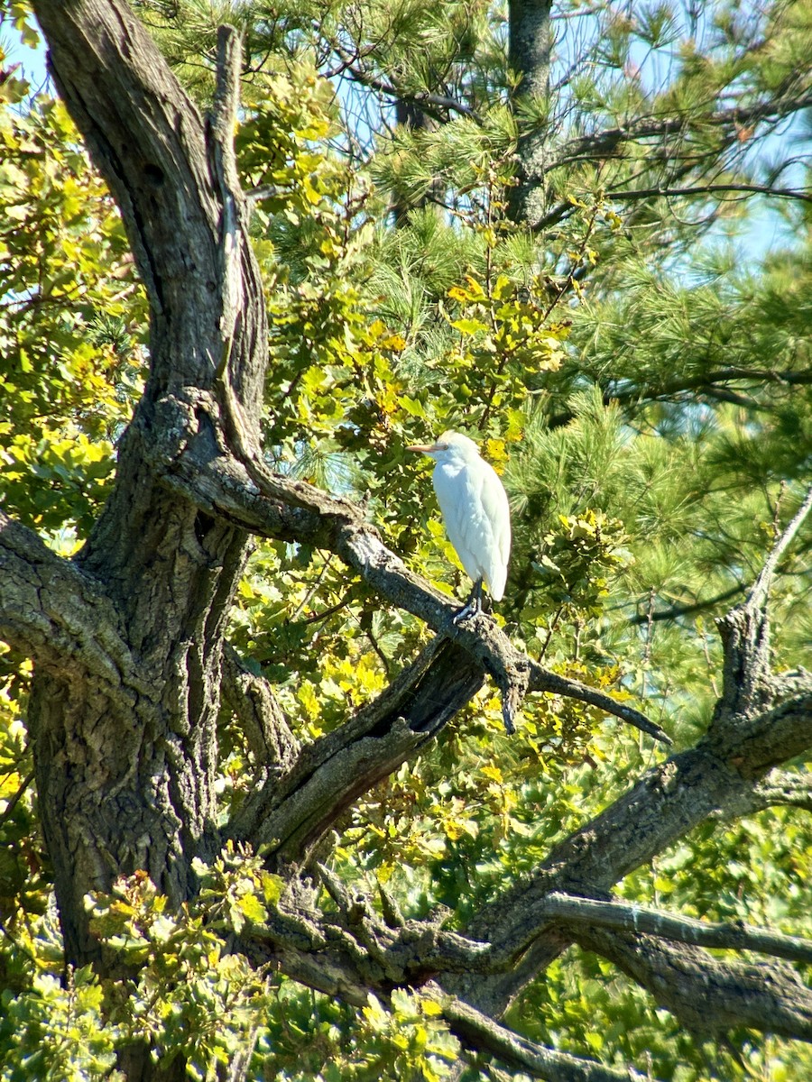 Western Cattle-Egret - ML642164945